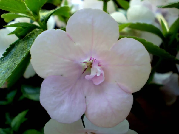 Fotografie Rozmazané Bílé Květiny Zelené Listy Jako Rozmazané Zelené Pozadí — Stock fotografie