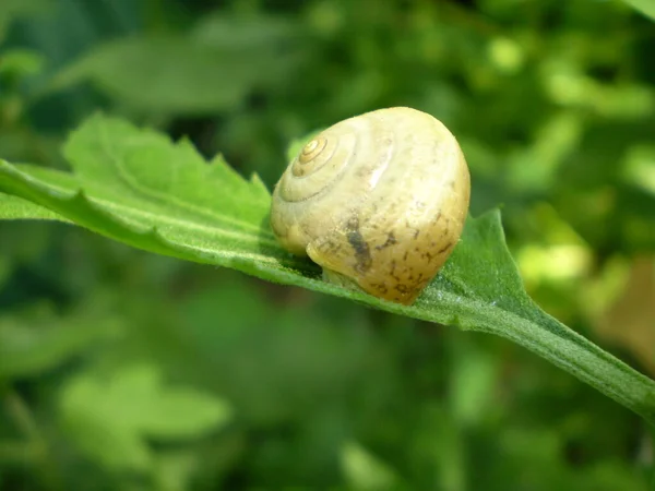 Photo Beige Snail Sink Green Leaf Blurred Green Nature Background — Stock Photo, Image