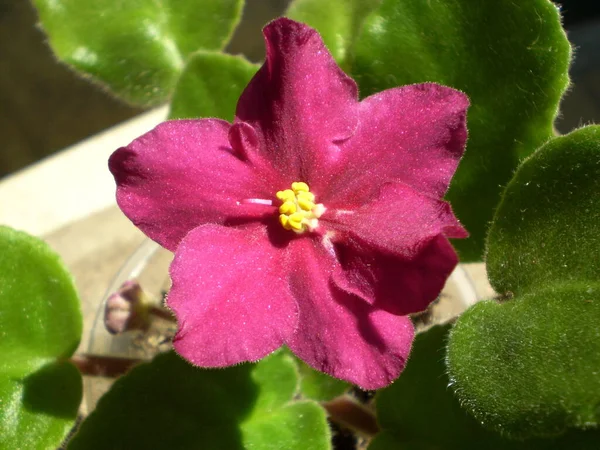 黄色の雄蕊と緑色の葉を持つ赤い光沢のある虹色の小花の写真 品種アラパホぼやけた灰色の壁の背景 — ストック写真