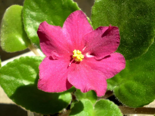 黄色の雄蕊と緑色の葉を持つ赤い光沢のある虹色の小花の写真 品種アラパホぼやけた灰色の壁の背景 — ストック写真