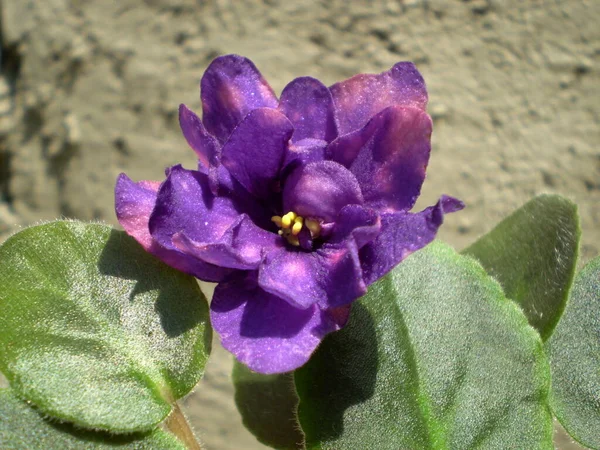 Foto Terry Roxo Com Manchas Rosa Brilhante Brilho Iridescente Flor — Fotografia de Stock