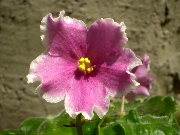 Foto Von Rosa Glänzend Schillernden Saintpaulia Blume Mit Gelben Staubgefäßen — Stockfoto