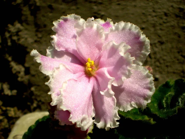 テリーライトピンクの光沢のある虹色のシマーの写真黄色の雄蕊とぼやけた灰色の壁の背景に緑色の葉を持つセントパウリアの花 — ストック写真