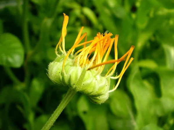 Zdjęcie Uschniętego Kwiatu Nagietka Pomarańczowymi Płatkami Rozmytym Zielonym Tle Czarną — Zdjęcie stockowe