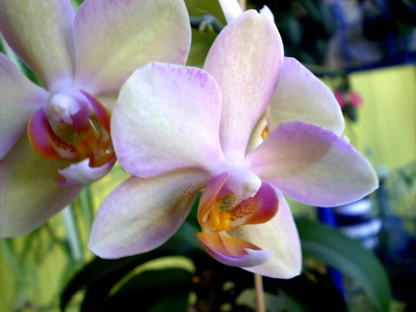 Bulanık Arkaplanda Pembe Orkide Çiçekli Beyaz Fotoğraf — Stok fotoğraf