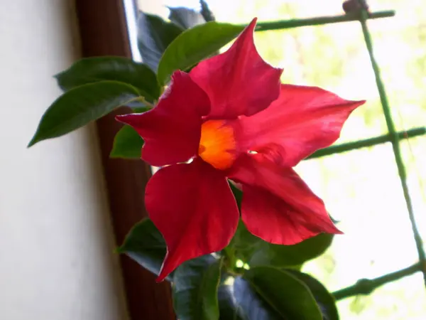 Foto Flor Mandevilla Vermelho Fundo Borrado — Fotografia de Stock