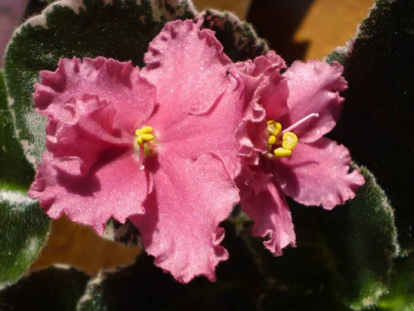 黄色の雄蕊と緑色の葉を持つピンク色の光沢のある虹色のシマー サンプトーリアの花の写真 品種Ness Orange Pekoeの背景がぼやけています — ストック写真