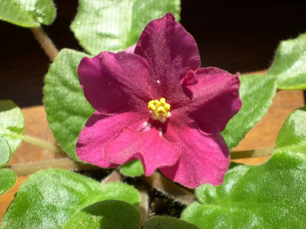 黄色の雄蕊と緑色の葉を持つ赤い光沢のある虹色の小花の写真 品種アラパホぼやけた灰色の壁の背景 — ストック写真