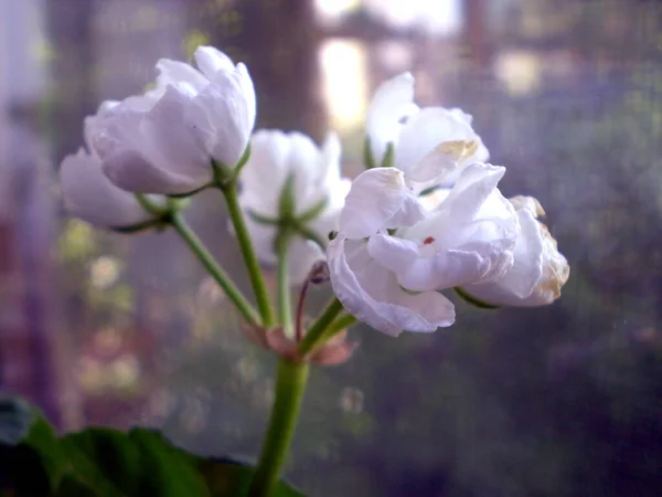 Zdjęcie Białym Kwiatem Rozety Rozmytym Tle — Zdjęcie stockowe