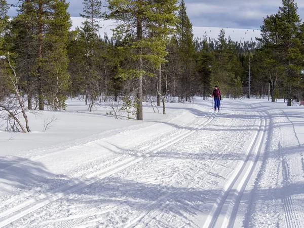 Θηλυκό Cross Country Σκιέρ Μέσα Στο Δάσος Της Φινλανδίας — Φωτογραφία Αρχείου