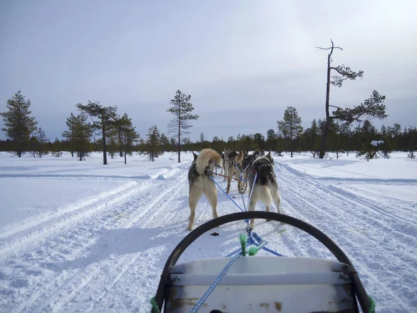 Вид ззаду собак, що катаються на снігу, покритий краєвидом на прозоре небо в засніженому лісі — стокове фото
