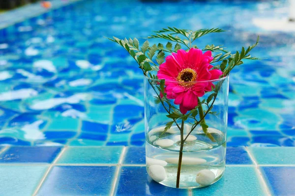 Hermosa flor de Zinnia rosa y fresca — Foto de Stock