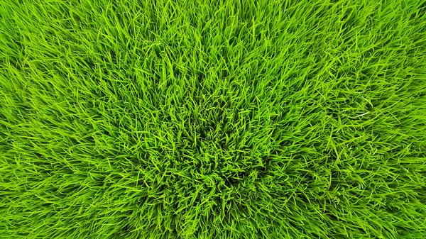 Campo de arroz grama verde e orvalho na hora da manhã e ar fresco — Fotografia de Stock