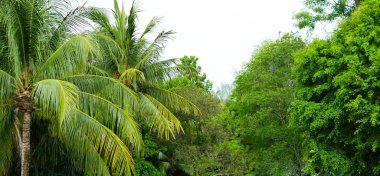 güzel manzara ve yağmur ormanlarının doğası