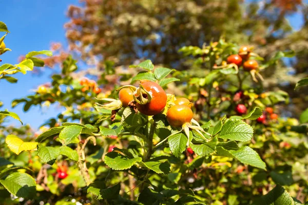 wild rose hips with bright dog rose berries or fruits on nature background of blue sky.