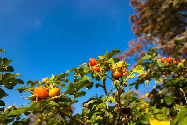 wild rose hips with bright dog rose berries or fruits on nature background of blue sky.