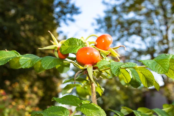 wild rose hips with bright dog rose berries or fruits on nature background of blue sky.