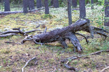 Kuru düşmüş kurutulmuş ölü ağaç buruşmuş orman arka planda yosun üzerinde SNAG