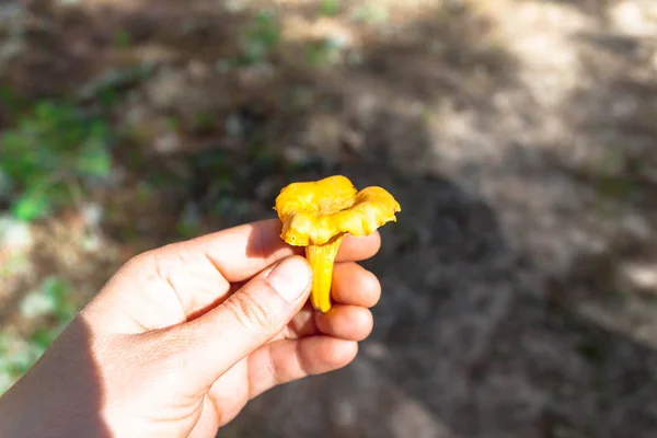 Woman hand picking up edible yellow Craterellus lutescens foot chanterelle mushrooms in North forest