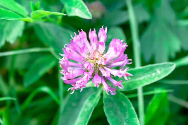 Trifolium pretense purple red clover flower head on natural green medow background.