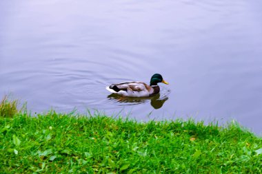 Küçük kahverengi erkek yaban ördeği su yüzeyinin arka planındaki göletin kenarındaki suyun üzerinde.