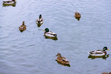 Az sayıda kahverengi erkek yaban ördeği su yüzeyinde suyun üzerinde yüzer.