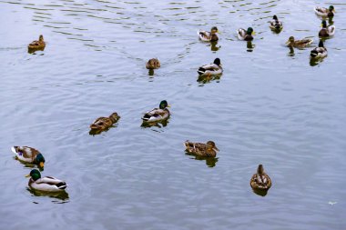 Az sayıda kahverengi erkek yaban ördeği su yüzeyinde suyun üzerinde yüzer.