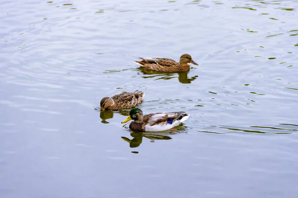 Três patos-reais machos selvagens marrons nadando na água no fundo da superfície da água — Fotografia de Stock