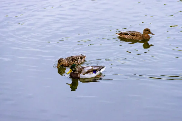 Drie bruine wilde mannelijke wilde mannetjeseend zwemmen op het water op de achtergrond van het wateroppervlak — Stockfoto