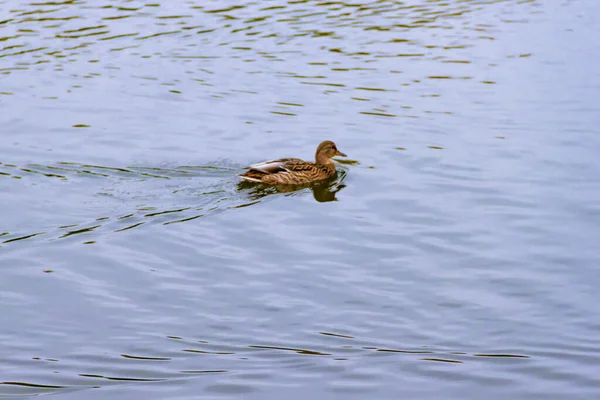 水面の背景に一匹の褐色の野生の雌のマガモが水面を泳いでいる — ストック写真