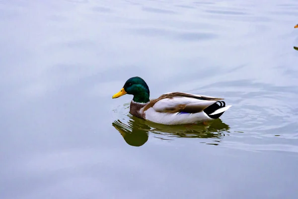 水面の背景に一匹の褐色の野生のオスのマガモが水面を泳いでいる — ストック写真