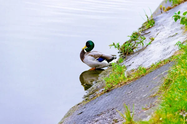 Pequeno pato mallard macho selvagem marrom na água perto da borda da lagoa no fundo da superfície da água — Fotografia de Stock