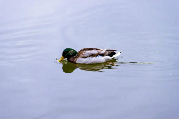 Single brown wild male mallard duck swimming on the water on the background of the water surface — 스톡 사진