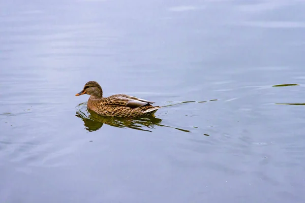 Samostatná hnědá divoká samice divoké kachny plavání na vodě na pozadí vodní hladiny — Stock fotografie