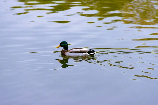 Single brown wild male mallard duck swimming on the water on the background of the water surface