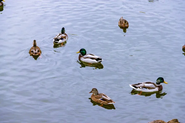 Poucos machos selvagens marrons fêmeas patos-reais nadando na água no fundo da superfície da água — Fotografia de Stock