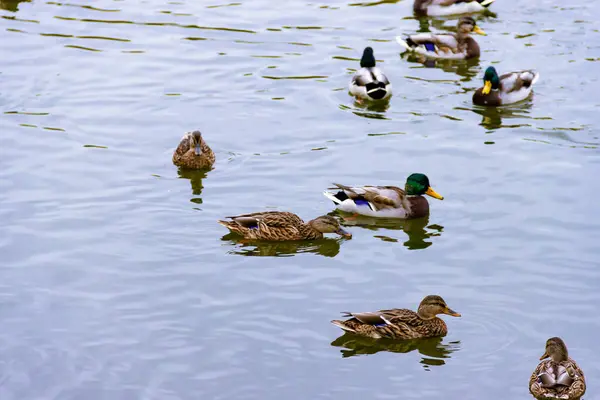 Weinig bruin wild mannetje vrouwtje wilde eenden zwemmen op het water op de achtergrond van het wateroppervlak — Stockfoto