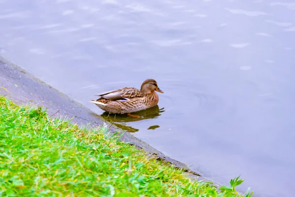 Single bruine wilde wilde vrouwelijke wilde eend zwemmen op het water op de achtergrond van het wateroppervlak — Stockfoto