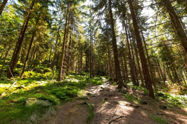Orman ağaçları ile ormanda gün batımında güneş ışığı
