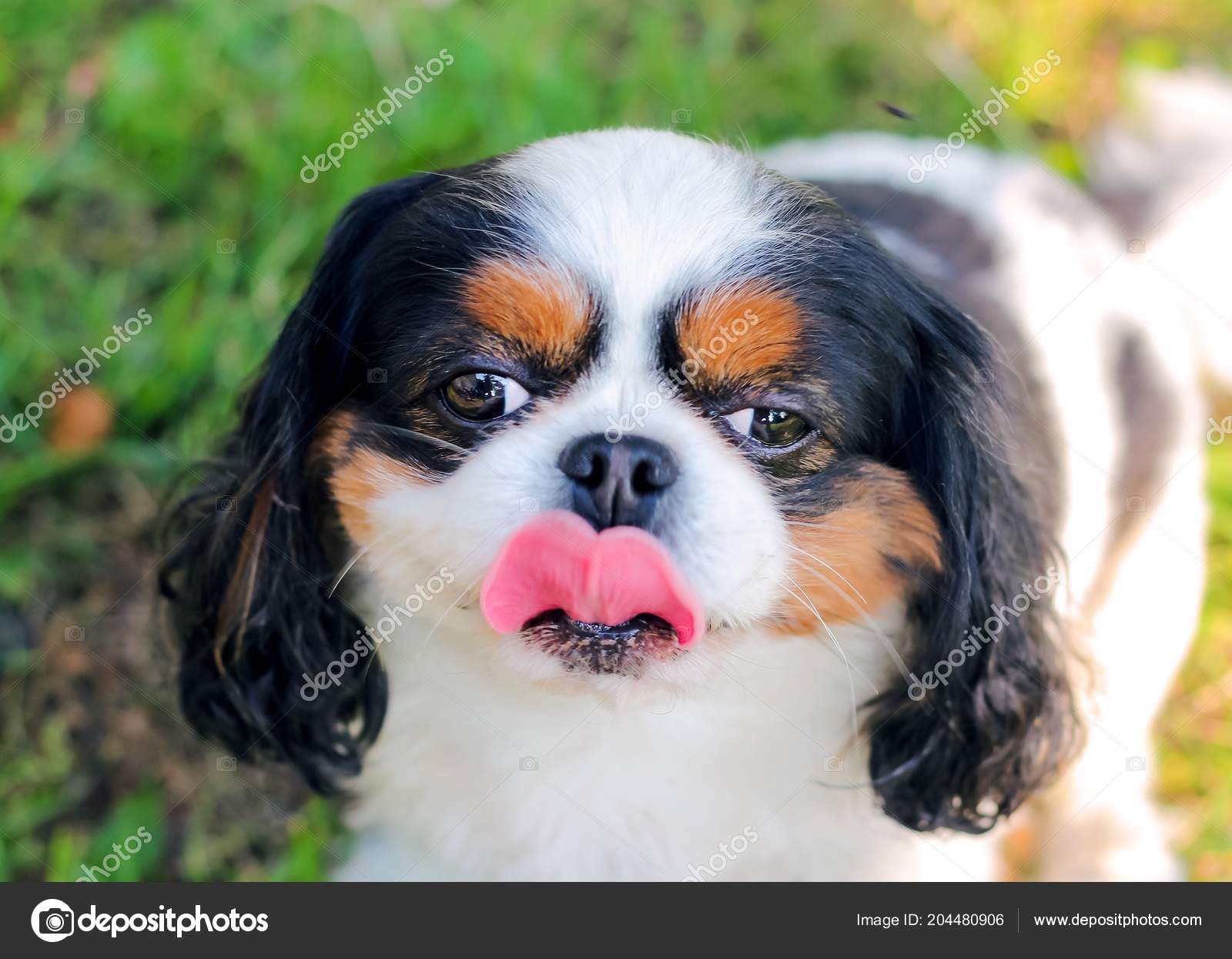 cute cavalier