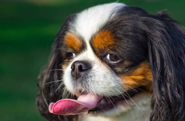 şirin düşüncesiz kral şarlatan İspanyol yeşil bahçe zemin üzerine portresi