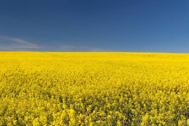 Alan bahar parlak sarı kolza mavi gökyüzü üzerinde. Kolza yağı tohum tecavüz