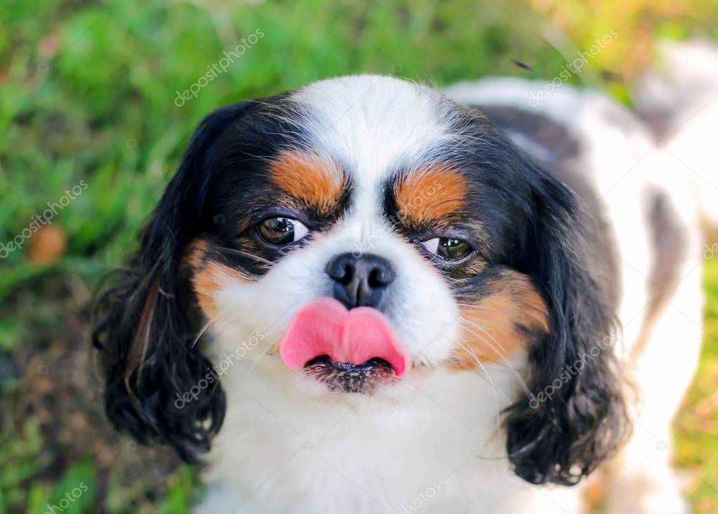 Cute Cavalier King Charles Spaniel and his pink tongue