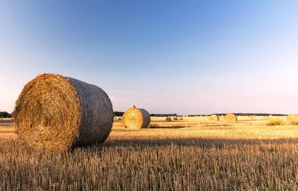 在蓝天的田野里 夏日清晨的稻草包 — 图库照片