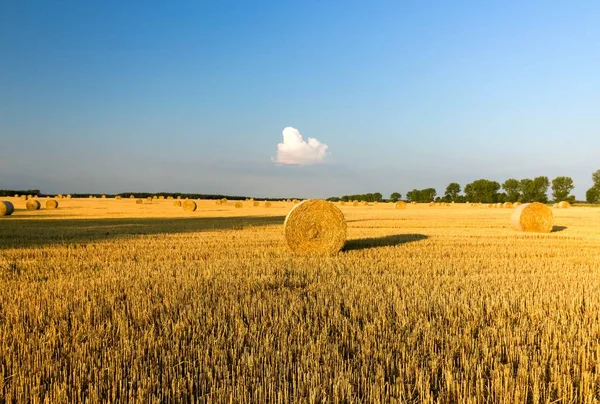Stroh Und Heustapel Auf Dem Weizenfeld Und Blauer Himmel — Stockfoto