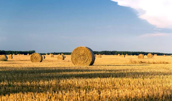 Runde Gelbe Strohballen Auf Einem Gemähten Feld Einem Sommertag Mit — Stockfoto