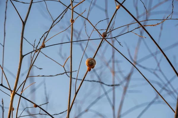 Winzige Schnecken Leben Auf Trockenen Zweigen — Stockfoto