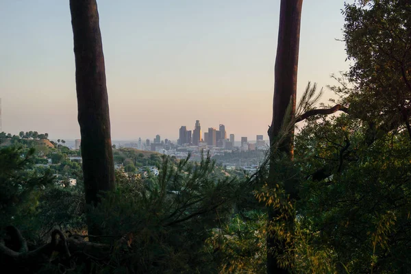 Śródmieście Los Angeles Krzakami Drzewami Debs Park — Zdjęcie stockowe
