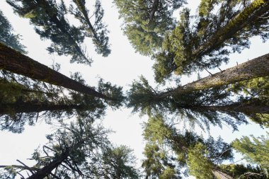 Sequoia ağaçlarının tepeleri