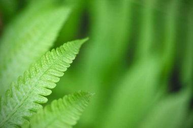 Yaprak yeşil doku arka plan, tropikal bırak yeşillik gibi küçük sivri şeklinde. Tropikal yaprak kavram